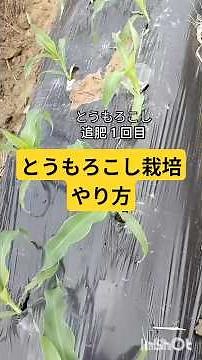 家庭菜園とうもろこし栽培やり方追肥と土寄せ２回づつで大きく育つ早植えで農薬散布不使用