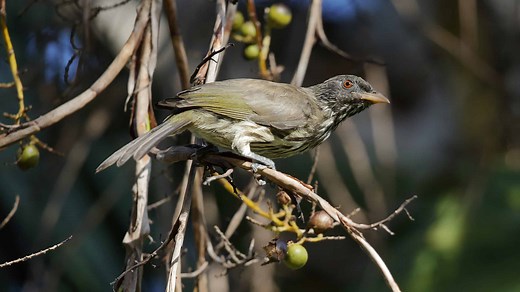 The Palmchat: National Bird of The Dominican Republic