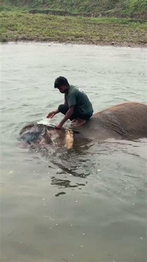 Elephant bathing 🐘 Pure love moments ❤️