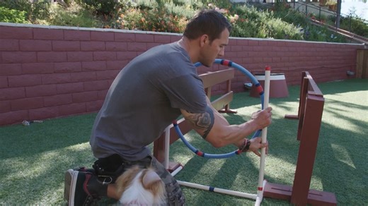 Throwback to when Riley aced agility training on Lucky Dog! Revisit this thrilling moment this weekend on Lucky Dog: Reunions! 🐶🐾 | Lucky Dog