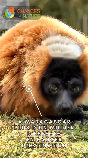 C'est la semaine de la Conservation à La Montagne des Singes ! 📅 Du 20 au 24 octobre 2025 pendant vos #vacances Cette semaine, votre visite compte vraiment 💚 À chaque entrée, 1 € est reversé à un projet de protection des espèces menacées 🌍 Et c’est vous qui choisissez ! 🔹 Au Maroc, aidez à sensibiliser les enfants à la sauvegarde du Magot (Macaque de Barbarie) grâce à un programme éducatif. 🔹 À Madagascar, soutenez la protection d’une biodiversité exceptionnelle dans la forêt de Kirindy. 👉