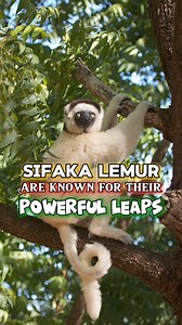 5.1K views · 72 reactions | Sifaka Lemur are known for their powerful leaps. #sifakalemur #lemur #animals | DabarkadzTv | Facebook