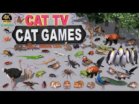 CAT GAMES🐾 8-Hour Ultimate 3D CAT TV | Fish, Rats, Birds & Insects for Cats😻 4K60FPS | Infinite Calm