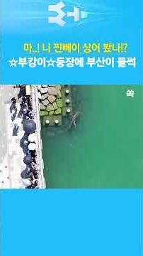[영상쏙] 부산 도심에 상어 출몰! 산책하던 시민들도 환호 /YTN쏙