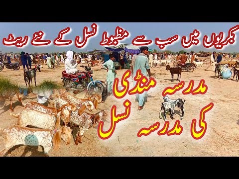 Madrassa Bakra Mandi Latest Price Update || Goat Farming In Pakistan || Makhi Cheni Breed