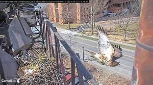 Check out this can't-miss moment from the Red-tailed Hawk Cam! Watch an eastern gray squirrel chase away Big Red from her perch in a tree across the street from the Cornell Hawks nest. Moments later, Arthur is seen tracking a squirrel in the same area. He fires out of the nest and chases the squirrel up a nearby tree. We don't see what happens next, but about 15 minutes later Big Red leaves her post at the nest to dine on a rodent-sized meal atop Rice Hall. Watch LIVE at AllAboutBirds.org/Cornel