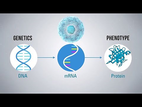 Tumor Immunoprofiling and the Tumor Microenvironment (Immunotherapy Documentary Part II)