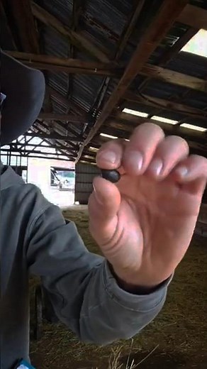 What Healthy Sheep Poop Looks Like 🐑💩 (Perfect Pellets Explained) #SheepFarming #FarmLife