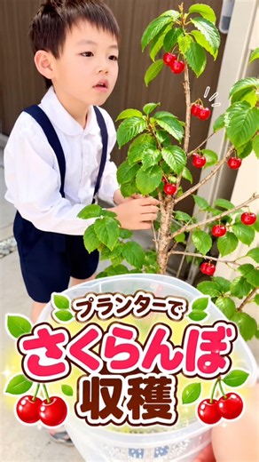 【さくらんぼ収穫】プランターで育てたさくらんぼを子供と収穫しました🍒 #さくらんぼ #プランター栽培 #家庭菜園