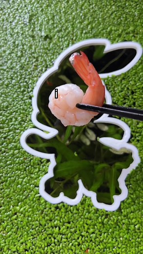 why is my fish so thicc? 🤔🤰 #fishtok | Fish