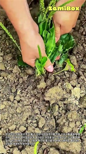 호미로 텃밭의 대엽질경이를 손쉽게 제거하는 방법 #worker #process #agriculture #herbs #roots