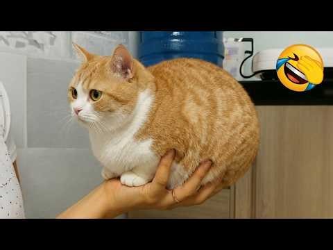 Funny animal videos will make you smile all day 😆