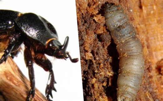 【转载】嗜血“独角仙”-晓扁犀金龟捕食大蚊科幼虫