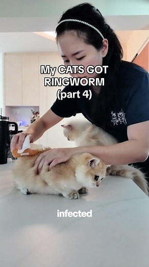 How to Treat Ringworm on Cats: Effective Spot Treating Method