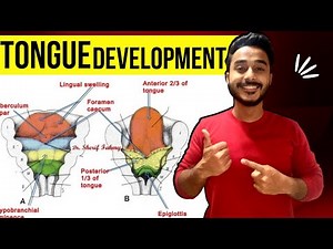 tongue development embryology | development of tongue embryology | pharyngeal arches embryology