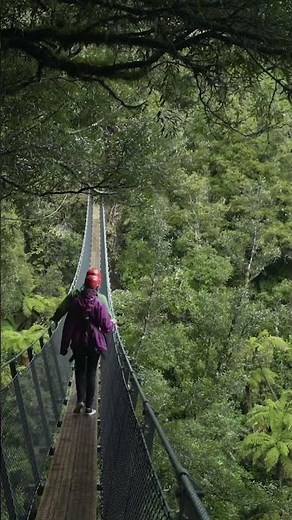The Ultimate Canopy Tour - Zipline into Rotorua's Ancient Forest