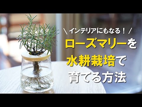 【ローズマリーの育て方】苗を水耕栽培で育てる方法／水耕栽培キットの作り方／インテリアにする方法／おすすめレシピを紹介