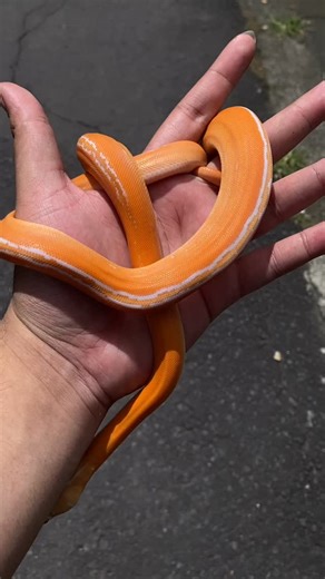 @reptile_bonz on Instagram: "Reticulated Python Morph : Golden Child Albino White Phase #bali #snake #reptile #python #balinese"