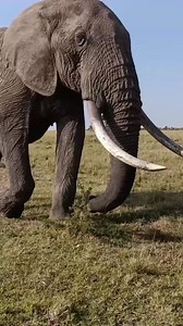 1.8K views | Elephant looking for food #safari #animals | Animals voice | Facebook