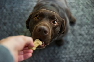 Bags of dog treats are being recalled in 19 states: Here’s what to know