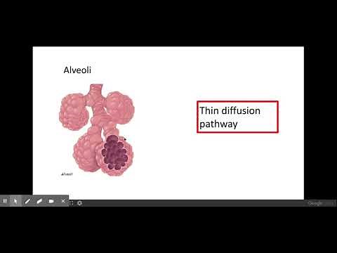 3.1.1. Exchange surfaces b) The features of an efficient exchange surface