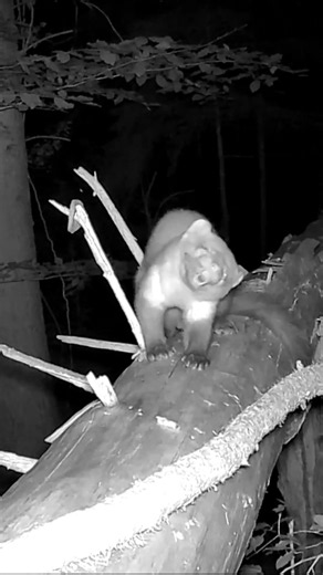 Trail Cam Catches Rare Marten Behavior #wildlife #nature #shorts