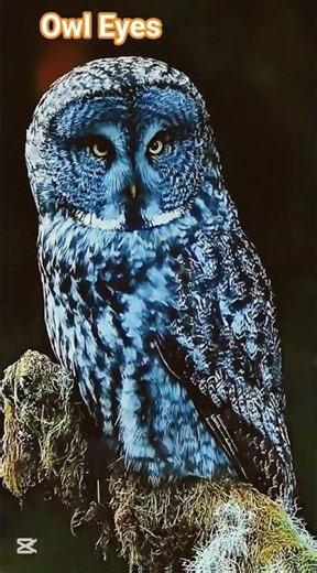 Look Owl Eyes #wildlife #birds