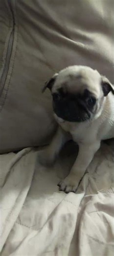 7 week old pug puppies Anya's Pugs @anyaspugs5203