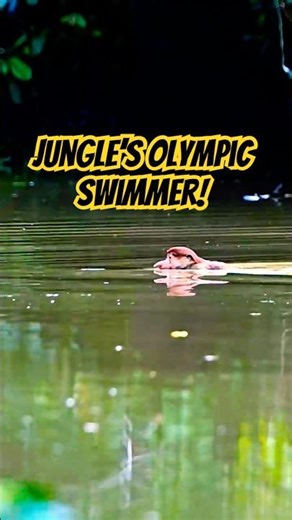 Jungle’s Olympic Swimmer! #monkey #superanimals #swimming