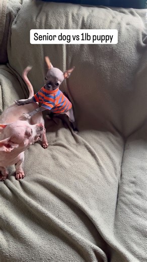 Sound on for chihuahua puppy squeaks ! #chihuahuapuppy #chiweenie #seniordoglove #Chihuahuas #hairlesschihuahua #seniorchihuahua | Thistlethegremlin