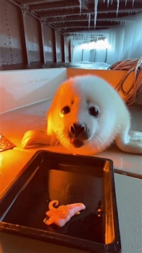 @yamatosenseii on Instagram: "The White Pup of the Arctic The Arctic air was sharp enough to sting, but Yamato, a seasoned fisherman born and raised in the rugged landscapes of Alaska, barely felt it. He sat quietly in his small, sturdy boat, surrounded by the shifting shadows of icebergs. He wasn't looking for fish today; he was simply enjoying the deep silence of the frozen world. A Cry in the Cold The silence was suddenly shattered by a frantic, high-pitched bleat. Yamato turned his head and 