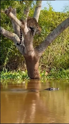 Amazon’s Top Predator Strikes — Jaguar vs Caiman #documentary #lion #nature