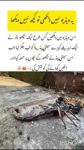 Scorpion vs Centipede amazing wildlife #scorpion #naturefacts #wildlife #nature #shorts