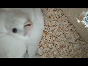 Angry Cockatiel Screaming