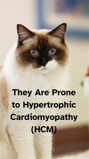 5 Funny Ways Ragdolls React to Toys