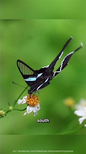 This Butterfly Drinks… Mud?! 🦋