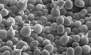 Learn How Mushrooms Reproduce Using Gills That Hold Thousands Of Reproductive Cells Called Spores