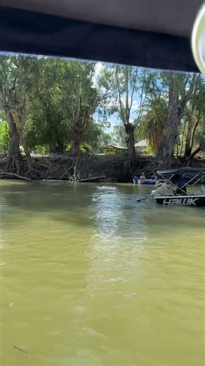 96 cm Murray Cod Catch