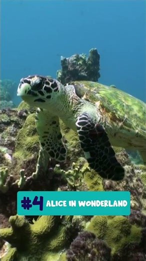 Top 7 reasons to go diving in Curaçao | Curaçao Island Travel Guide
