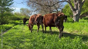Herd of cows that escaped from explosions (during war) feed and walk without shepherd on their own on river bank