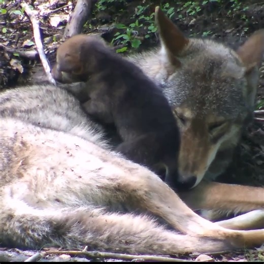 465K views · 23K reactions | When it comes to wolves, it's all about love ❤️ | Wolf Conservation Center | Facebook