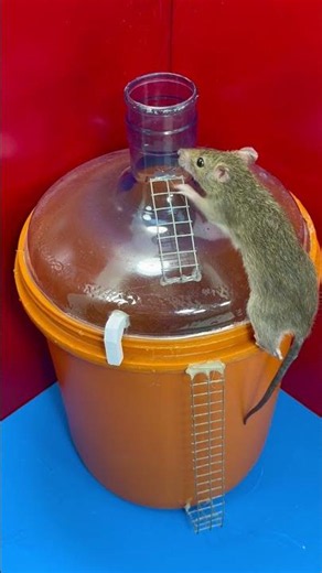 Mouse trap / The world's best way to catch mice at home #rat #mousetrap