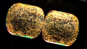 The Secret Life of Plankton