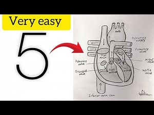 How To Draw Human Heart Easily Class 10 | Human Heart Diagram in easy way