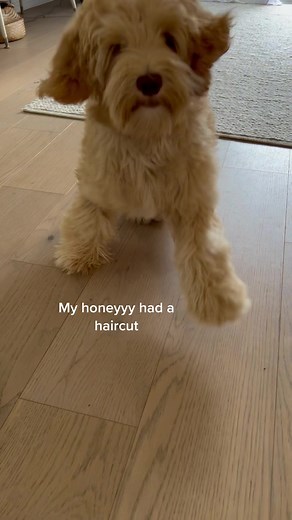 Cute Labradoodle Puppy Playing at Home