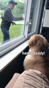 Daily Life With a Golden Retriever – Funny & Adorable Compilation!