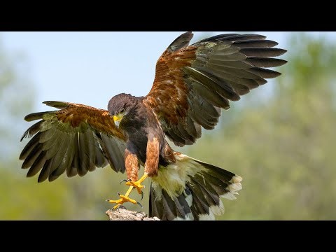 Sky-Wolves of Arizona: Why This Hawk Evolved To Hunt Like A Pack Predator