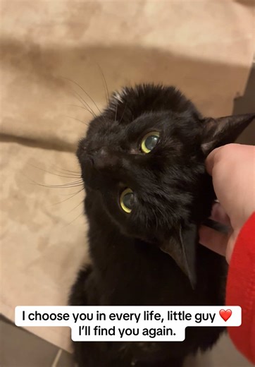 To my sweet panther prince, I love you more than words can say and feel your absence so starkly. Thank you for making a home with us, for showing us love that made this loss so profound, and for making our world fuller for the time you blessed us with your spirit. I love you forever, Frankie ❤️ #blackcatsoftiktok #blackcats #fuckcancer
