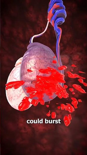 Groin Kicks: The Fatality You Never Knew