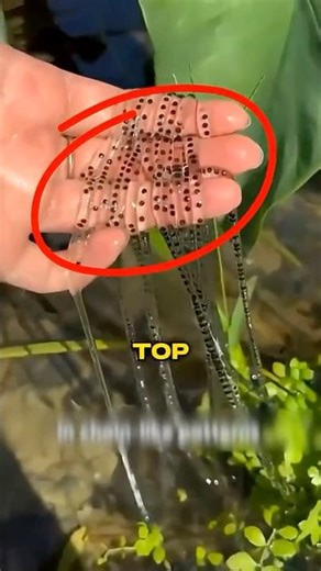 Top 5 Weirdest Ways Insects Give Birth